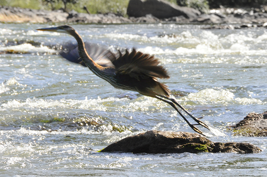 blue_heron_taking_off.jpg